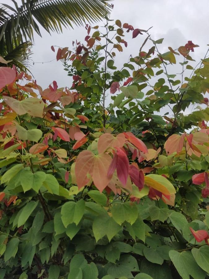 Finca Jardin Del Agua 사사이마 외부 사진