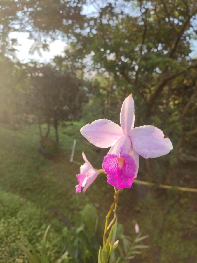 Finca Jardin Del Agua 사사이마 외부 사진