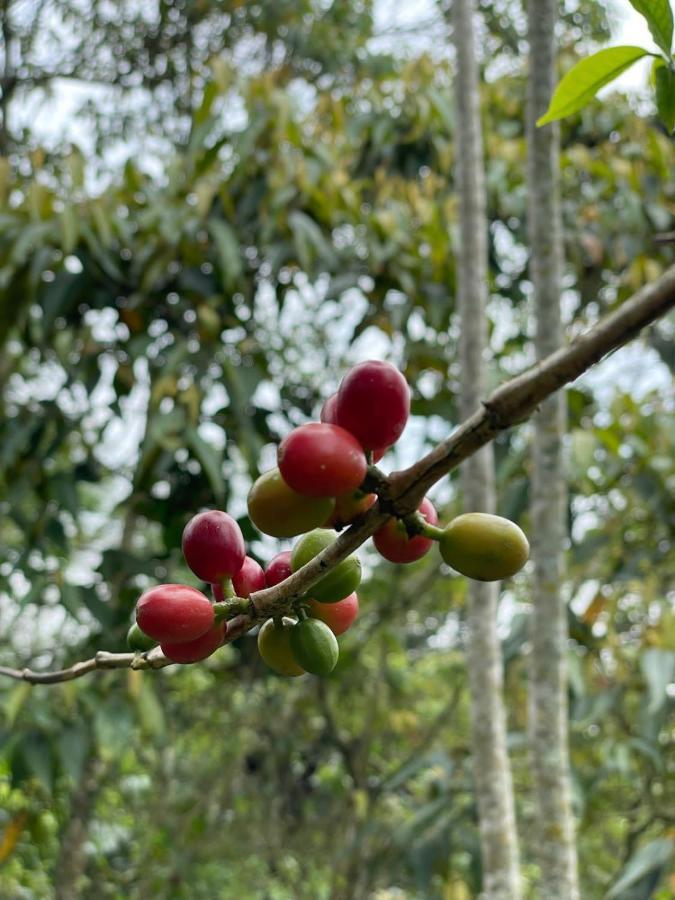 Finca Jardin Del Agua 사사이마 외부 사진